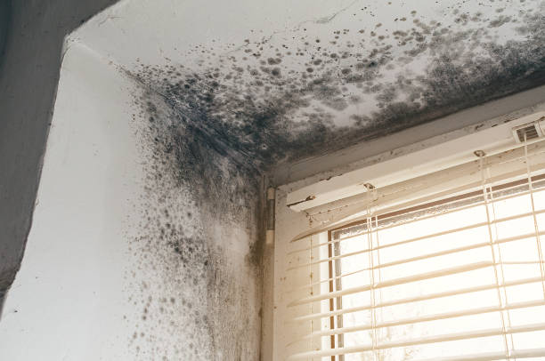 Affordable Basement Mold Removal solutions in Blue Point, NY